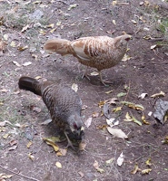 Kalij Pheasant